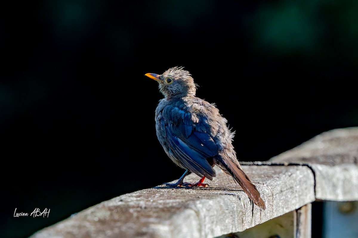 Eurasian Blackbird - ML640919652