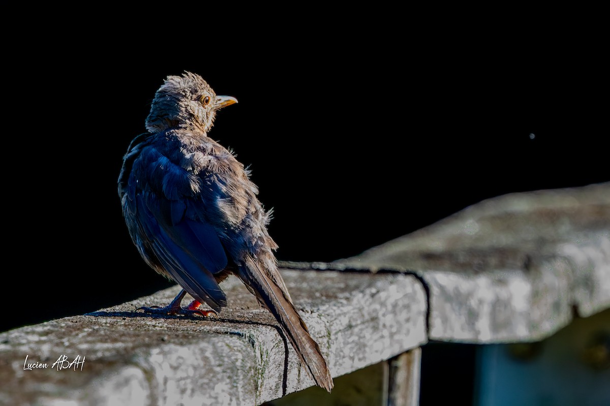 Eurasian Blackbird - ML640919653
