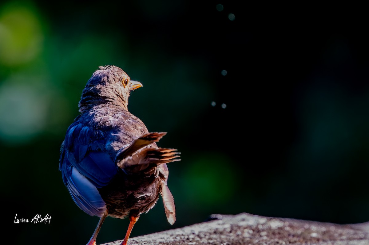 Eurasian Blackbird - ML640919656