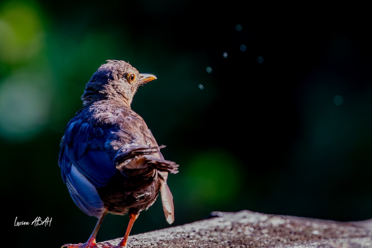 Eurasian Blackbird - ML640919657