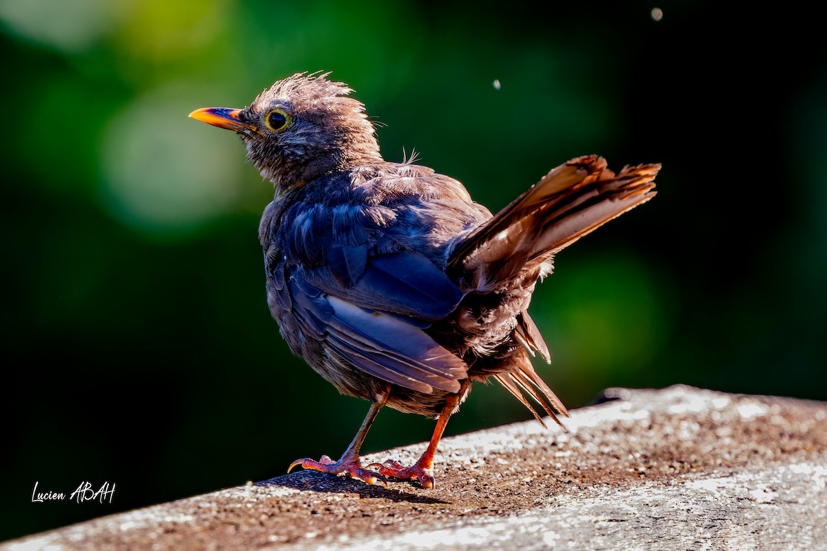 Eurasian Blackbird - ML640919658