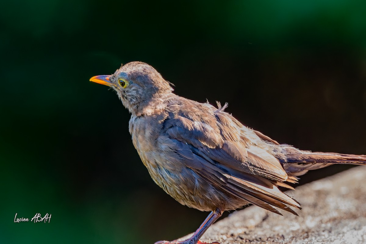 Eurasian Blackbird - ML640919659