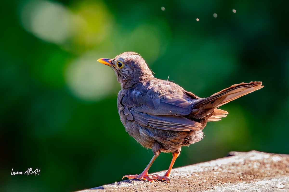 Eurasian Blackbird - ML640919660