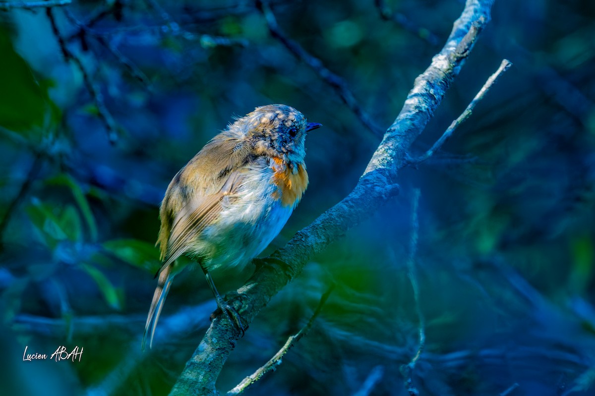 European Robin - ML640919668