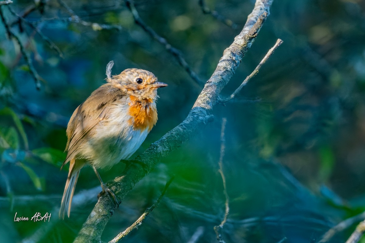 European Robin - ML640919669