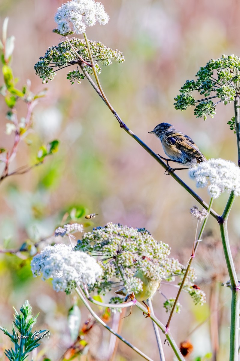 European Stonechat - ML640919676