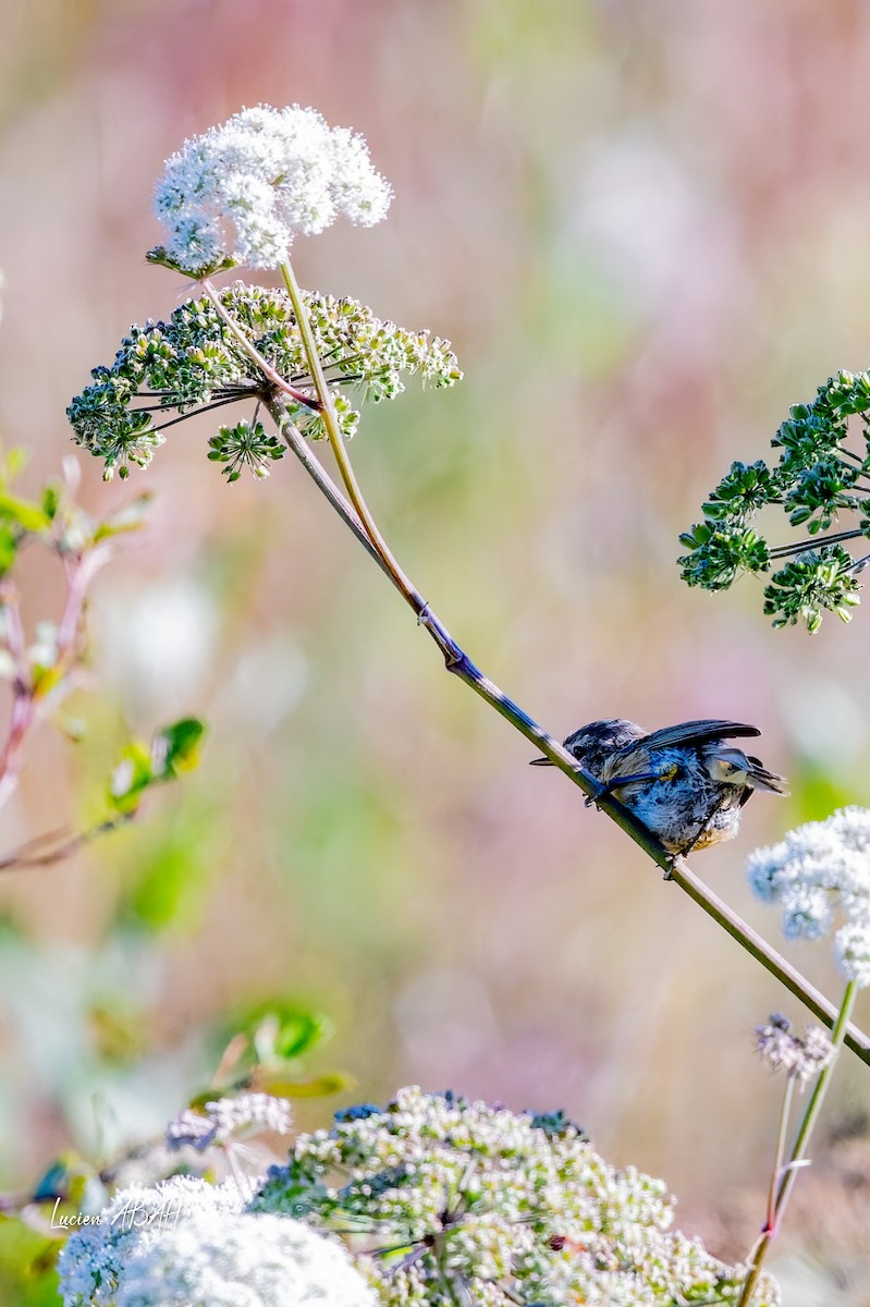 European Stonechat - ML640919677