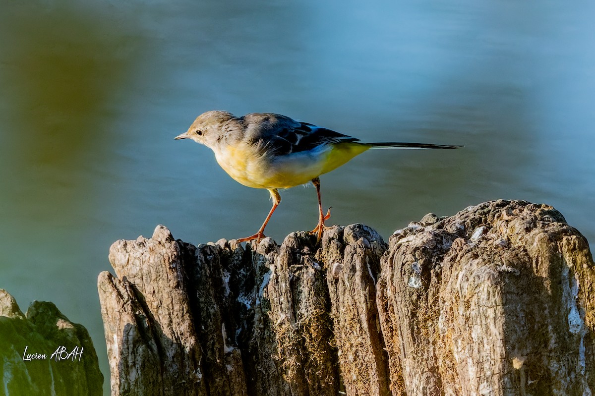 Gray Wagtail - ML640919700