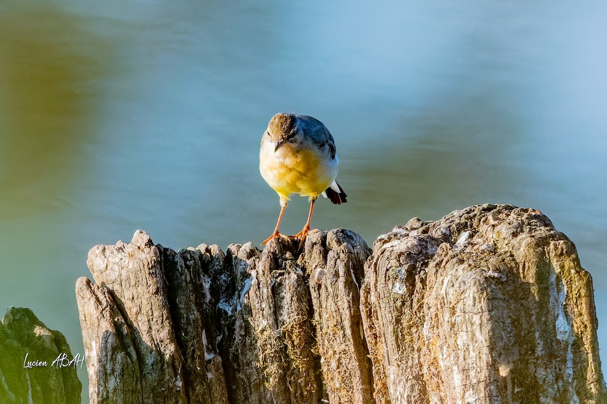 Gray Wagtail - ML640919701
