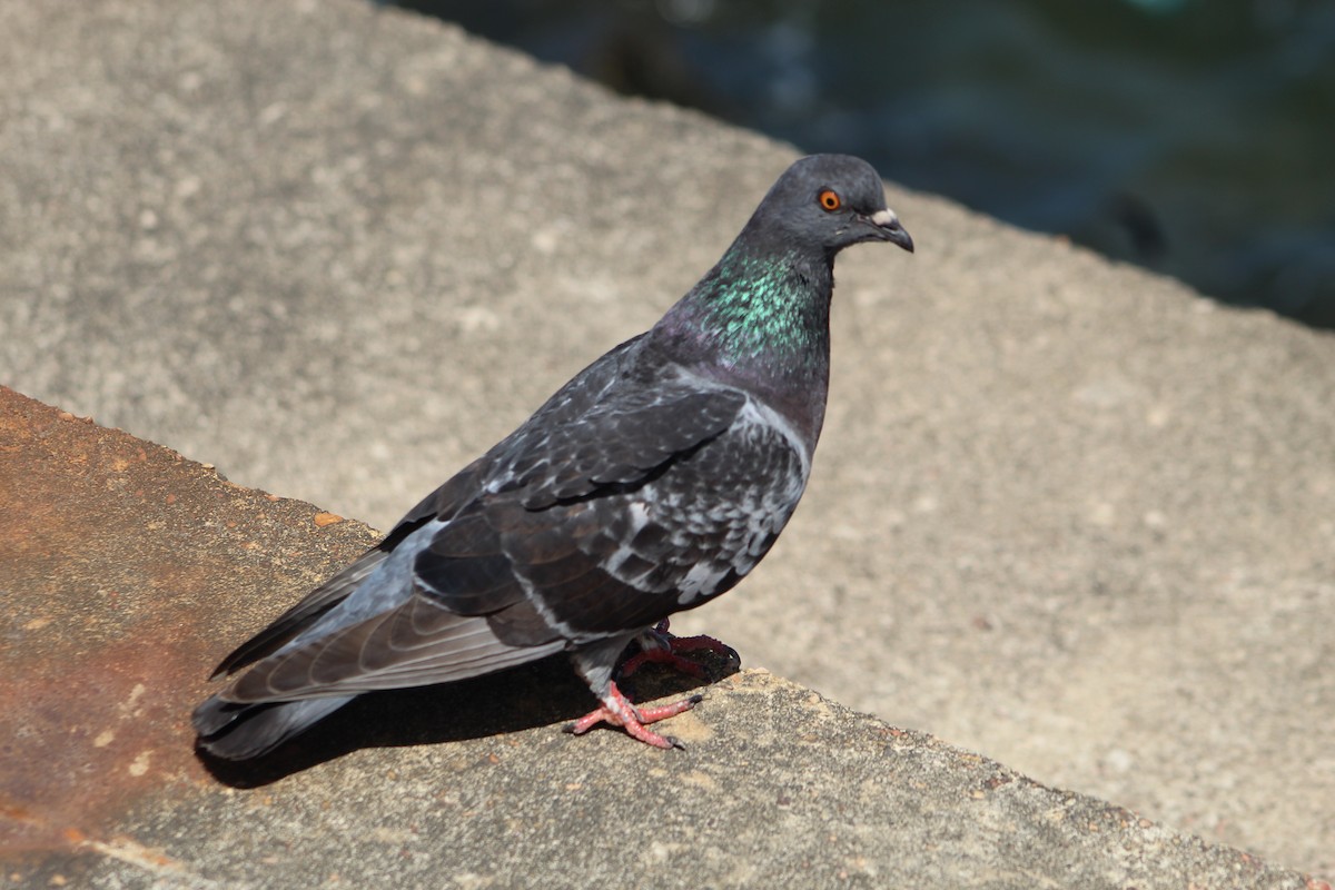 Rock Pigeon (Feral Pigeon) - ML640919702