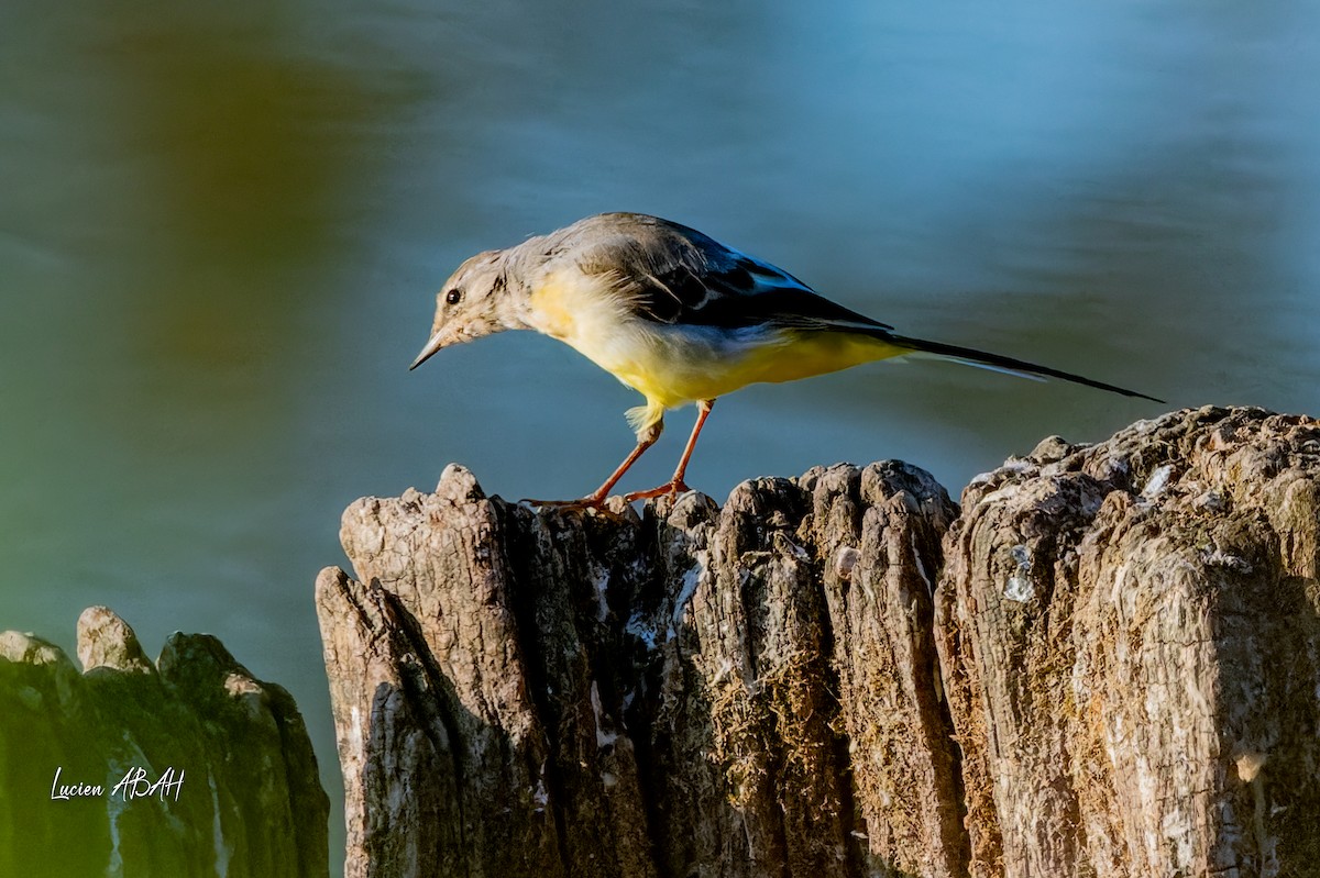 Gray Wagtail - ML640919703