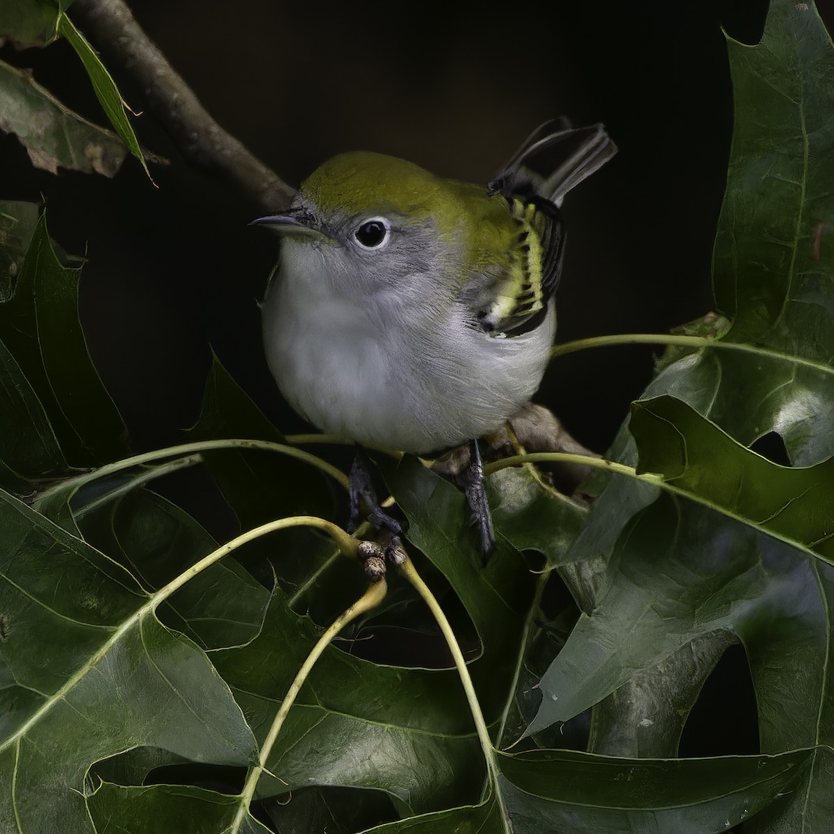 Chestnut-sided Warbler - ML640919707