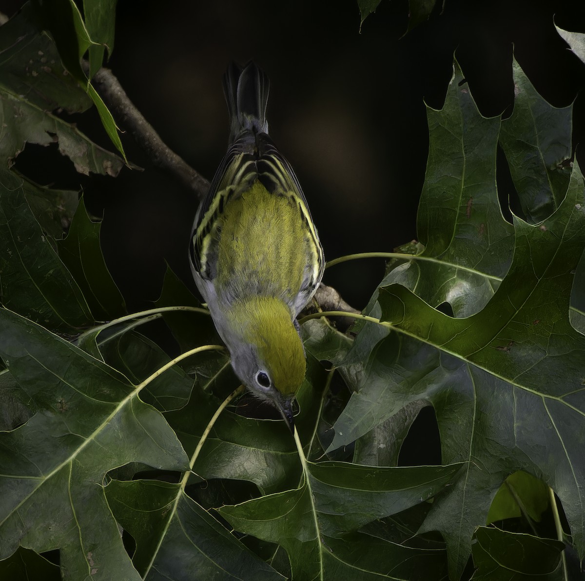 Chestnut-sided Warbler - ML640919708