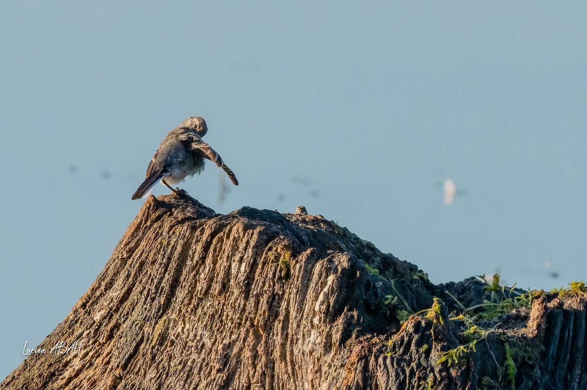 White Wagtail - ML640919717