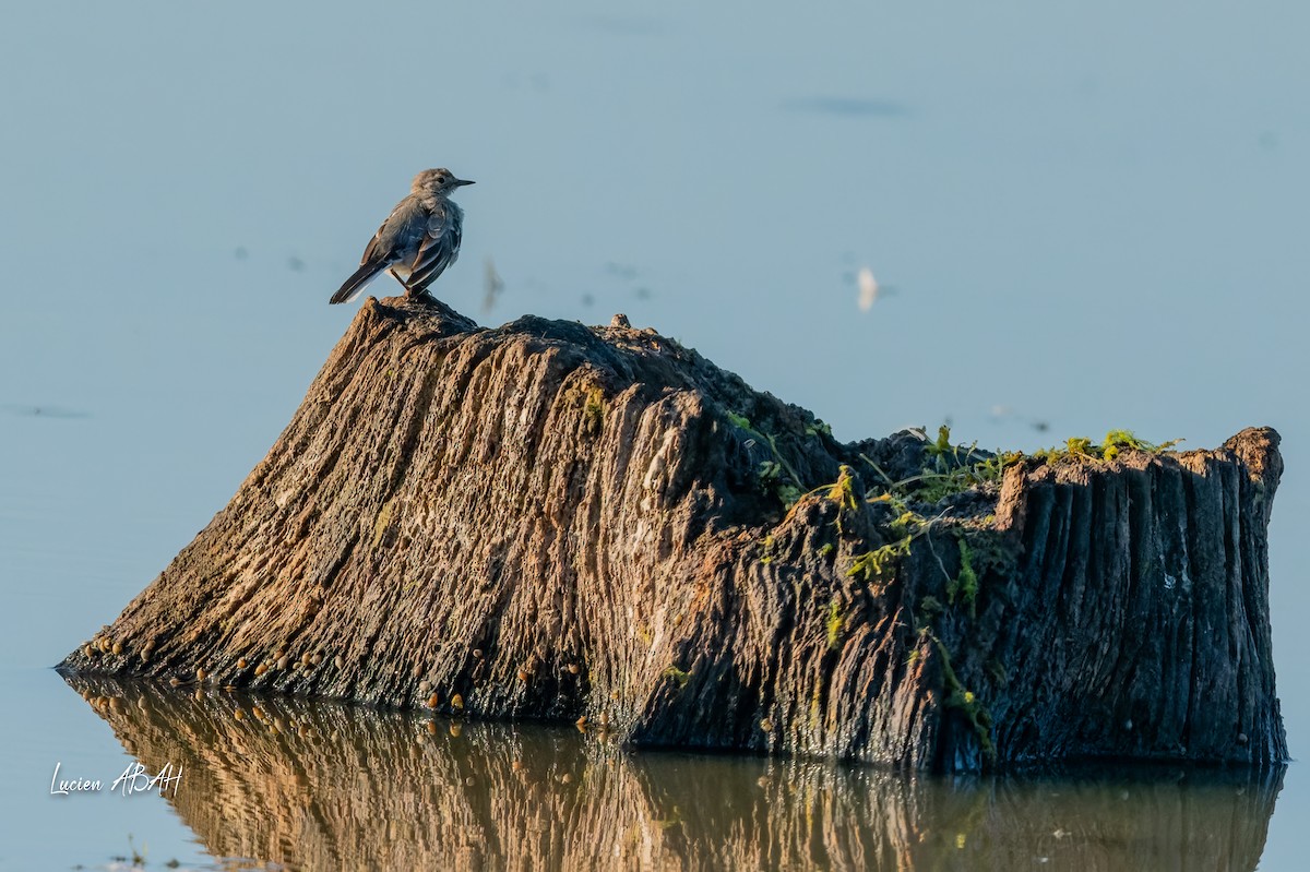 White Wagtail - ML640919719