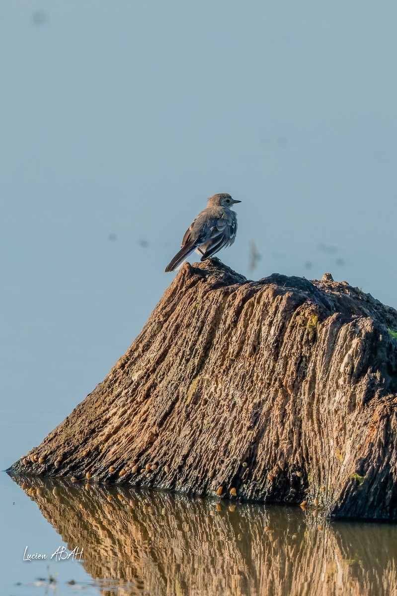 White Wagtail - ML640919720