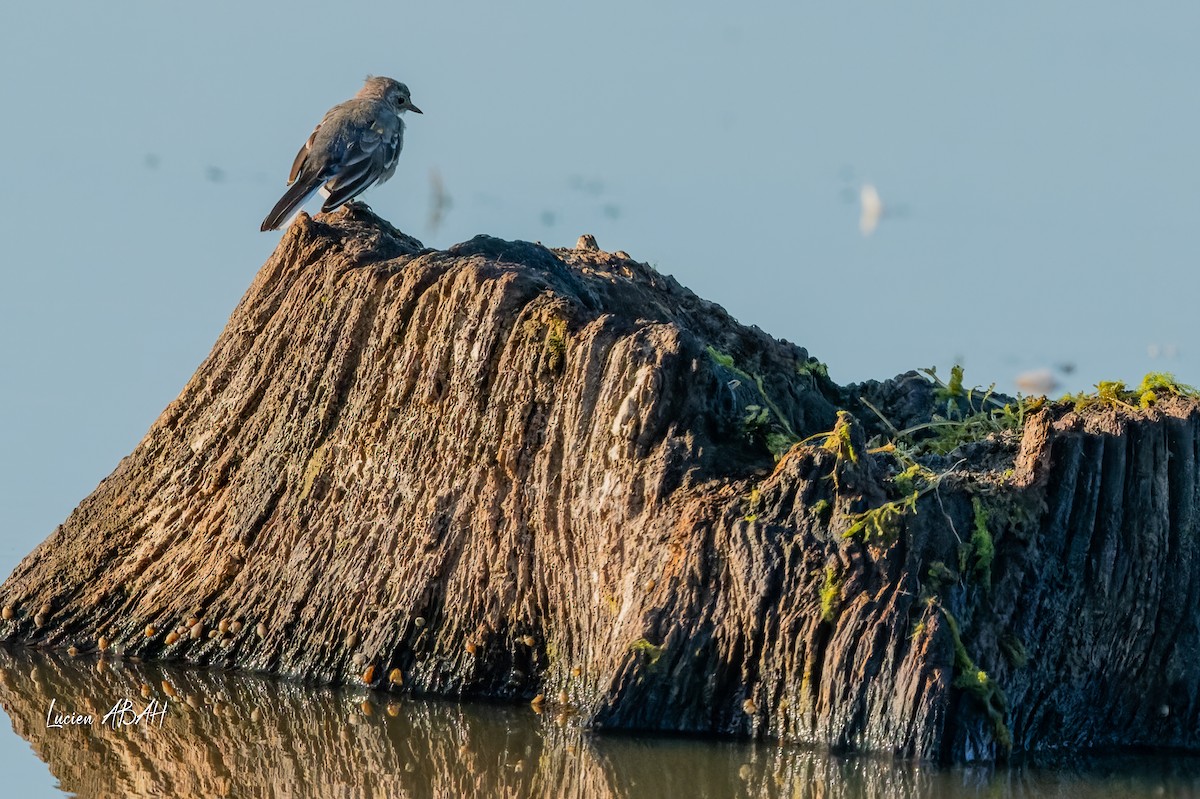 White Wagtail - ML640919721