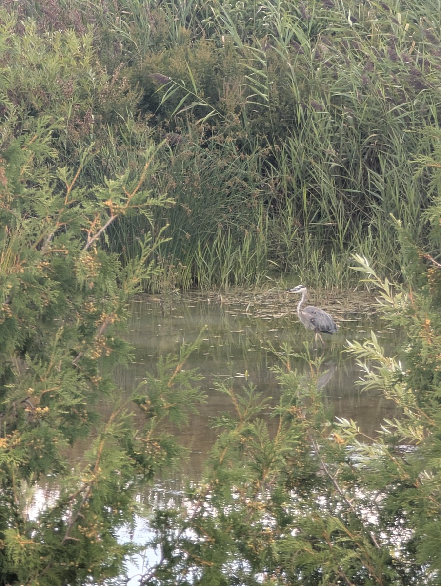 Great Blue Heron - ML640919739