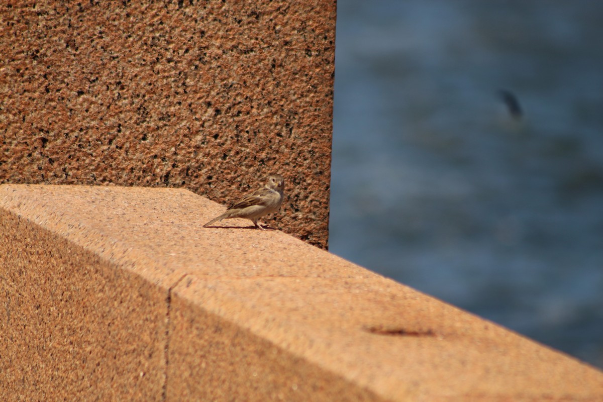 House Sparrow - ML640919755