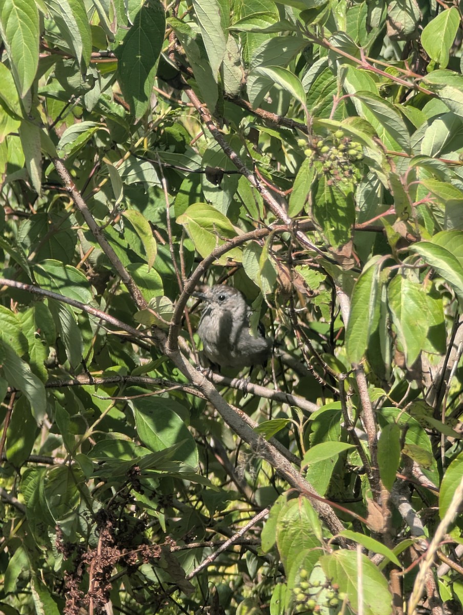 Gray Catbird - ML640919757