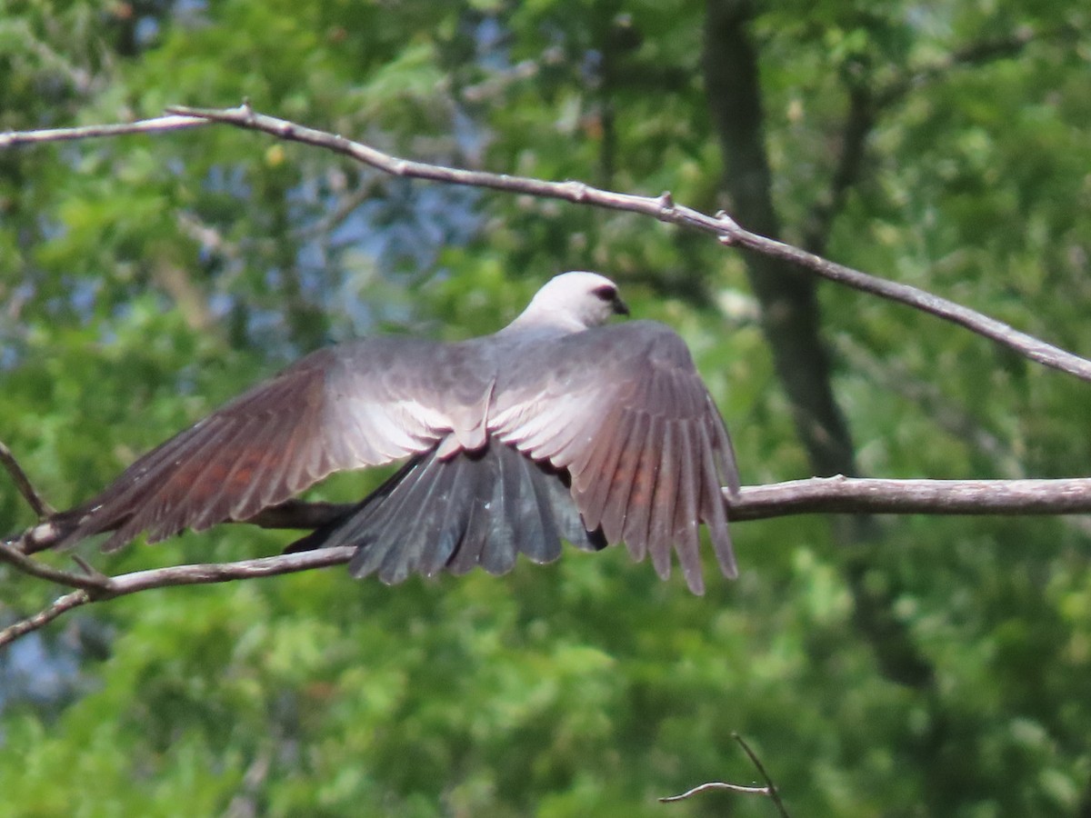 Mississippi Kite - ML640919758