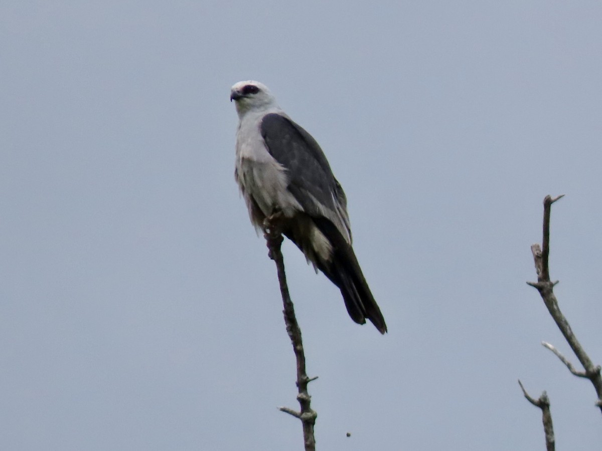 Mississippi Kite - ML640919759
