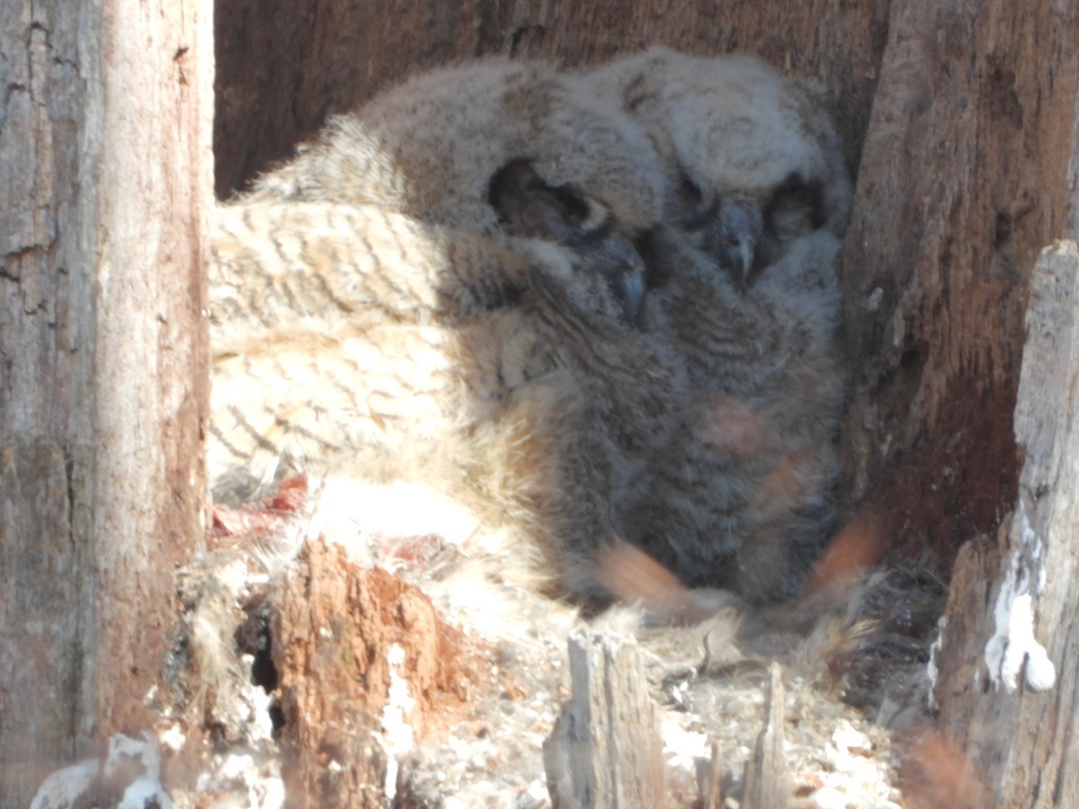 Great Horned Owl - ML640919762