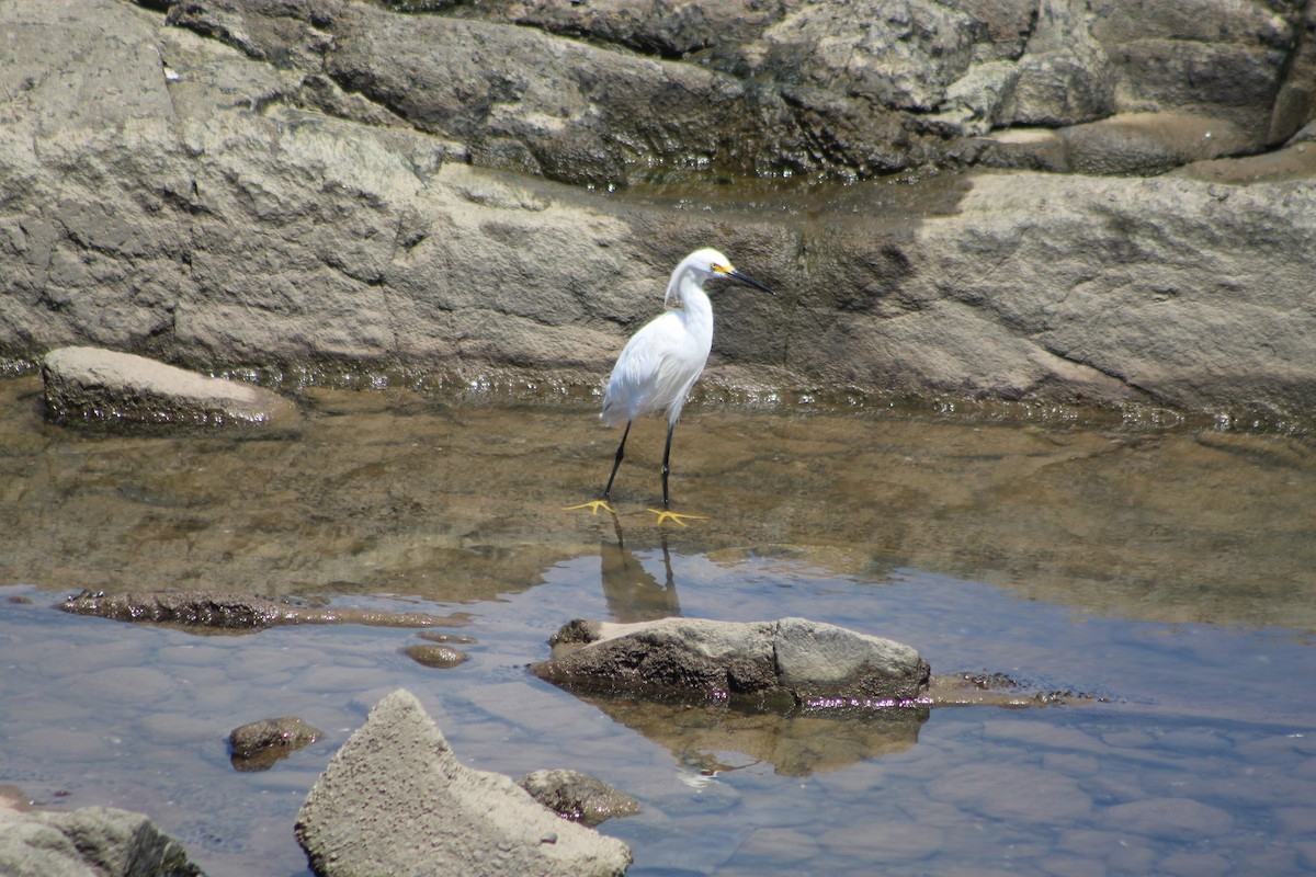 Snowy Egret - ML640919780