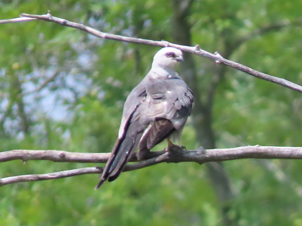 Mississippi Kite - ML640919794