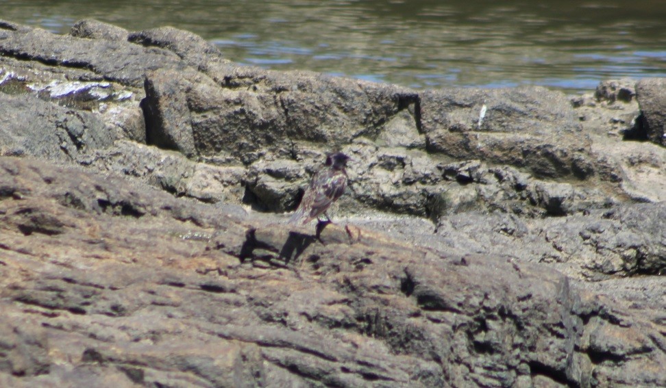 European Starling - ML640919847