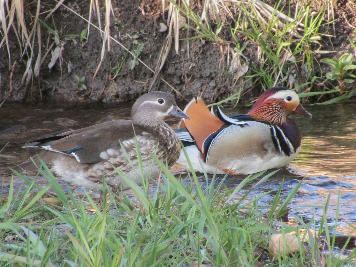 Mandarin Duck - ML640919849