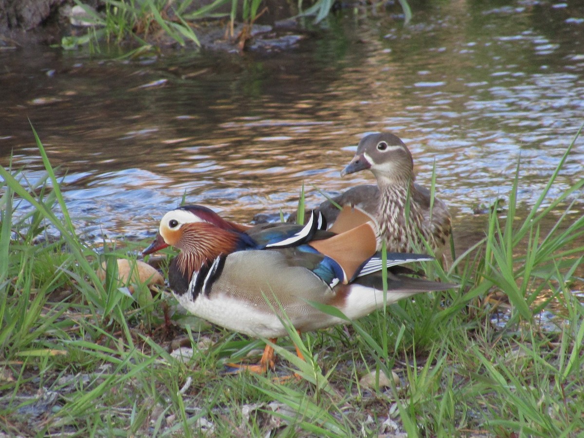 Mandarin Duck - ML640919850