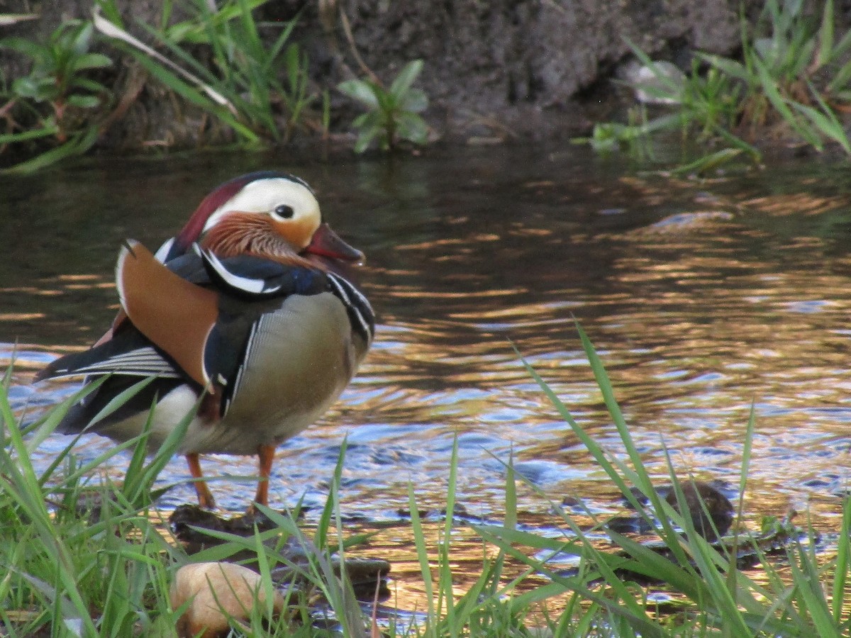 Mandarin Duck - ML640919851