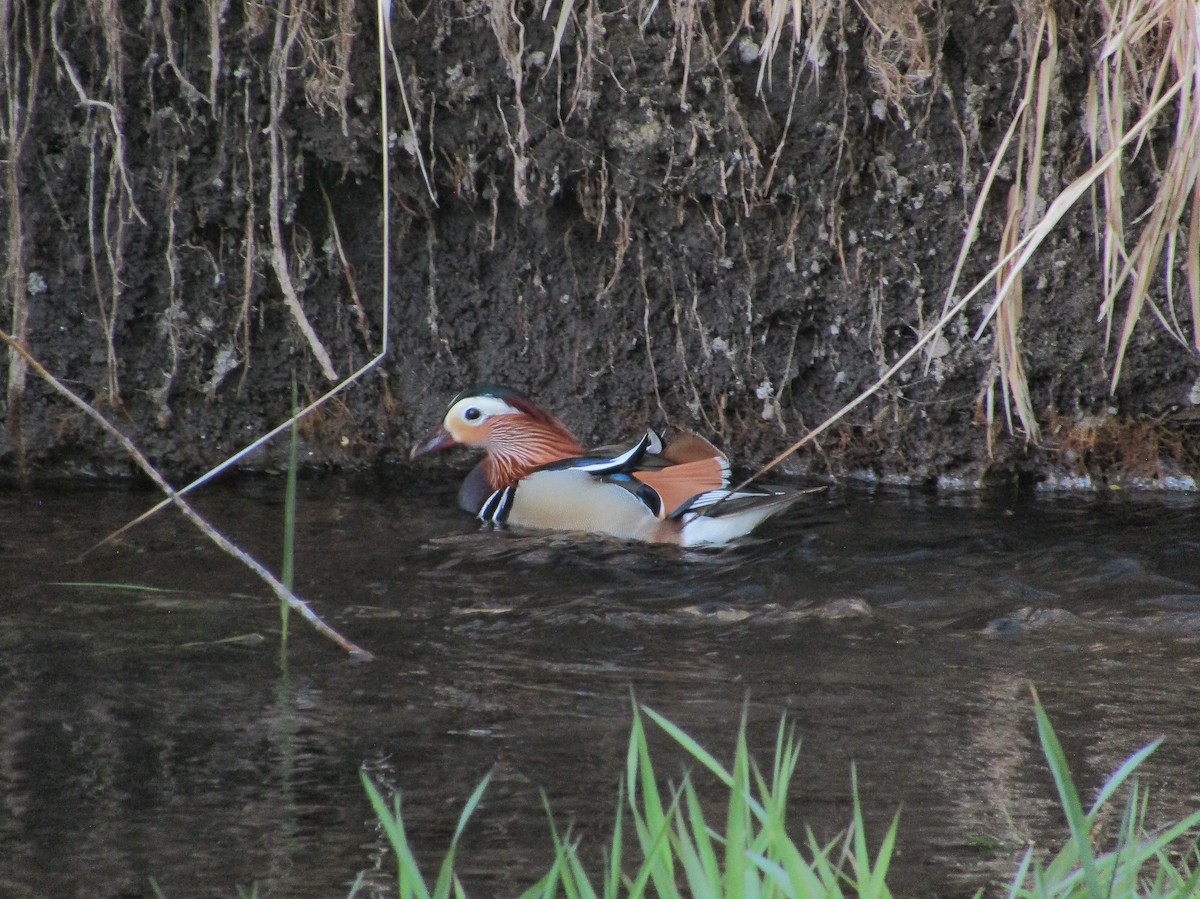 Mandarin Duck - ML640919852