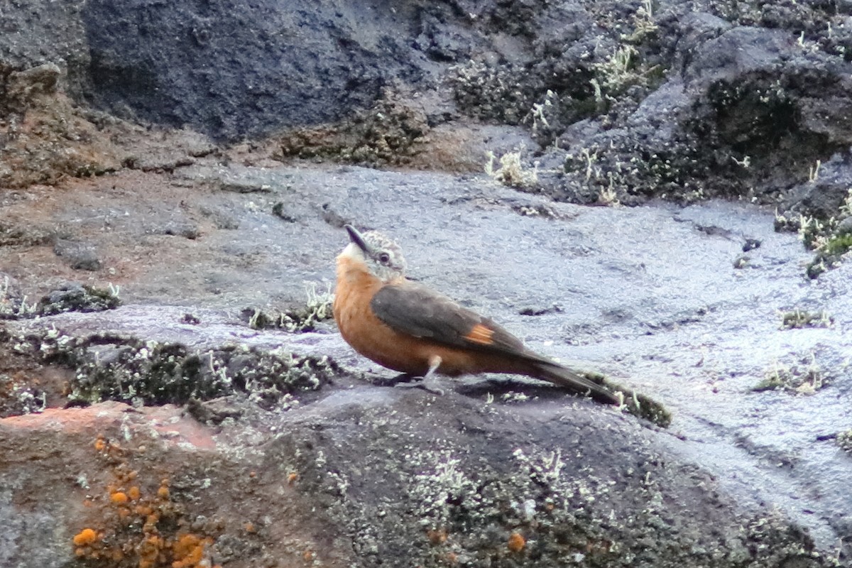Cliff Flycatcher - ML640919860