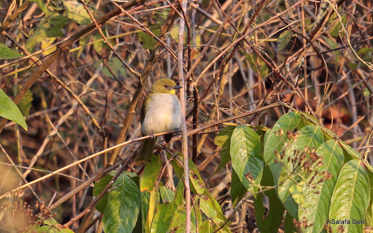 Yellow-necked Greenbul - ML640919865