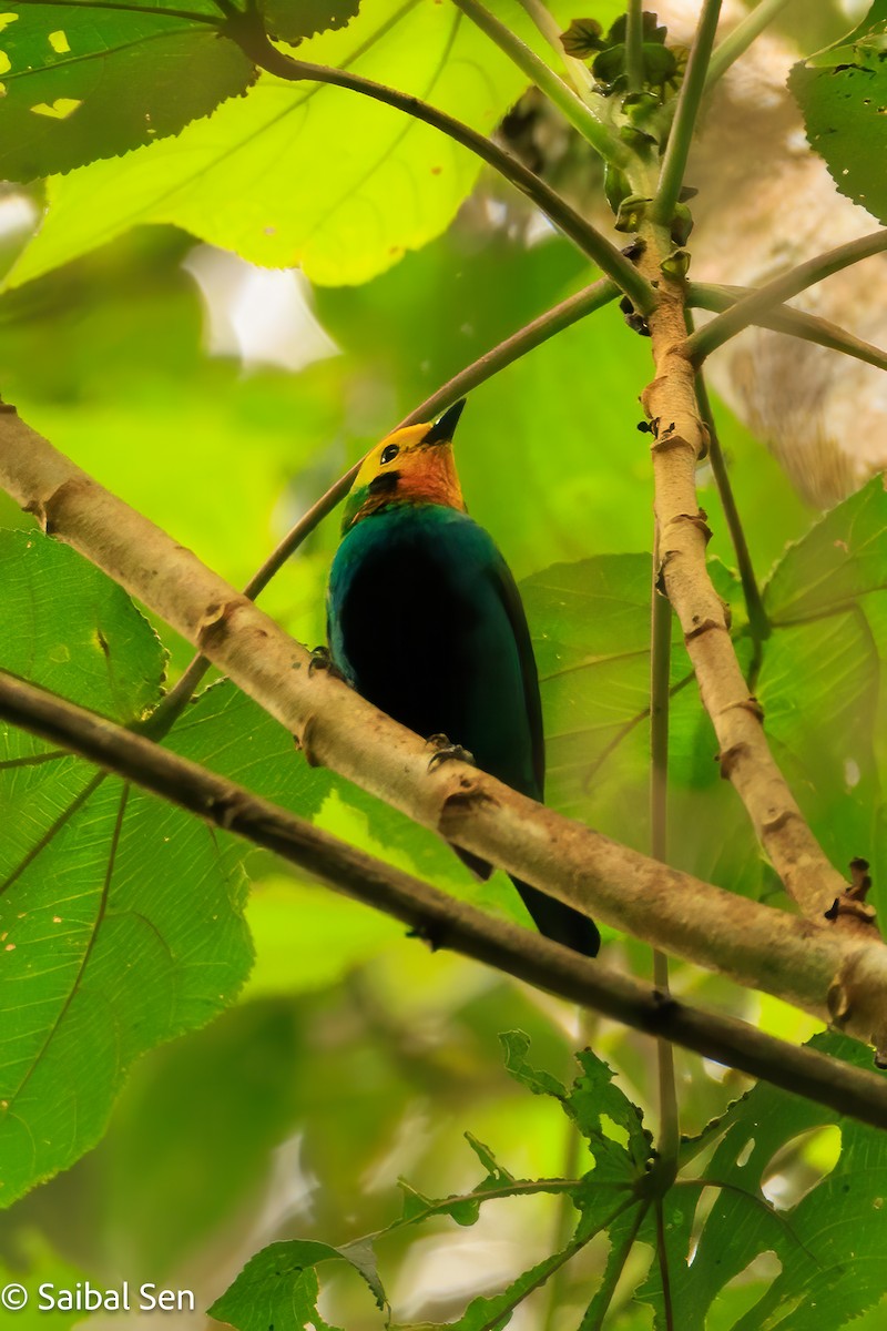 Multicolored Tanager - ML640919870
