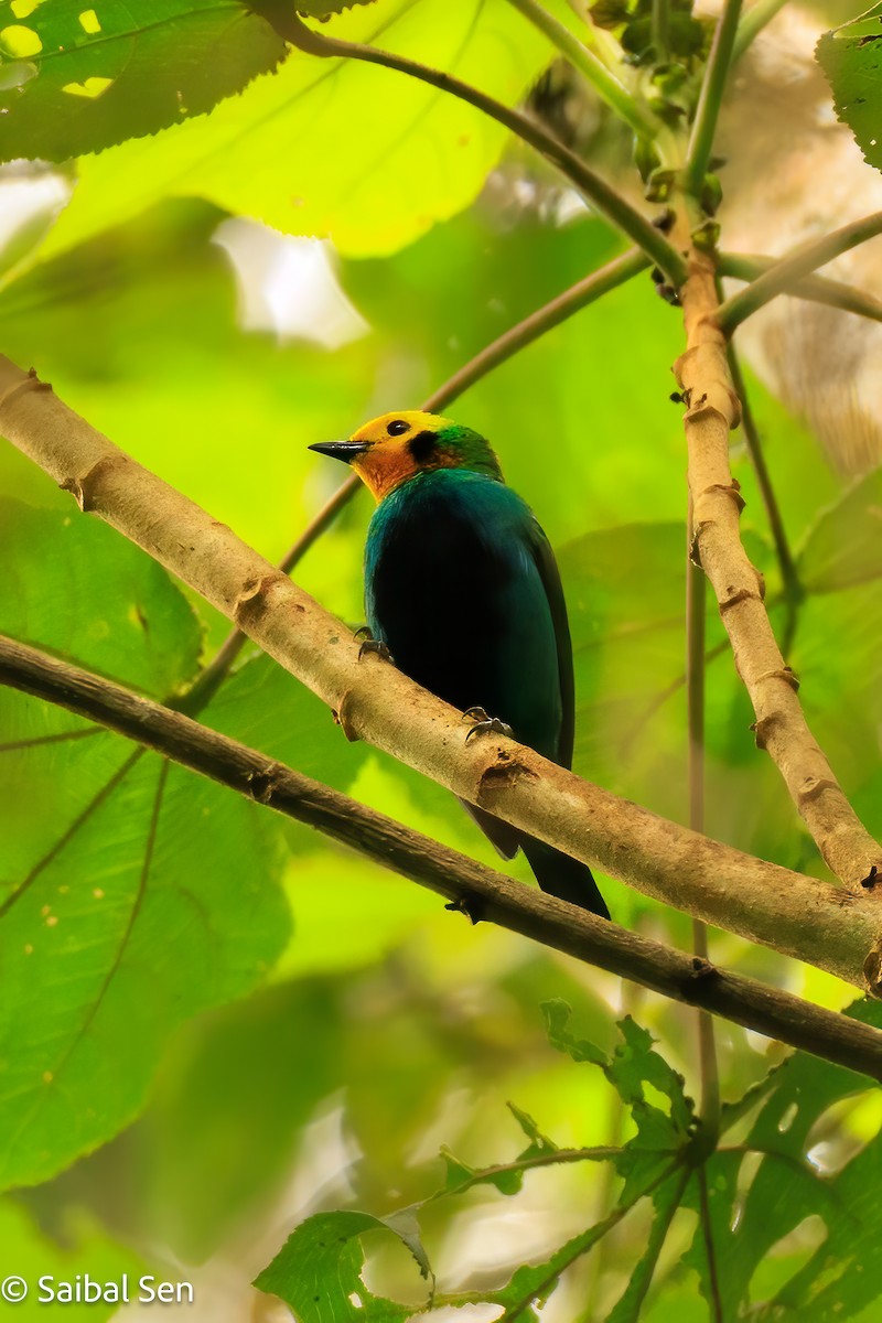 Multicolored Tanager - ML640919871
