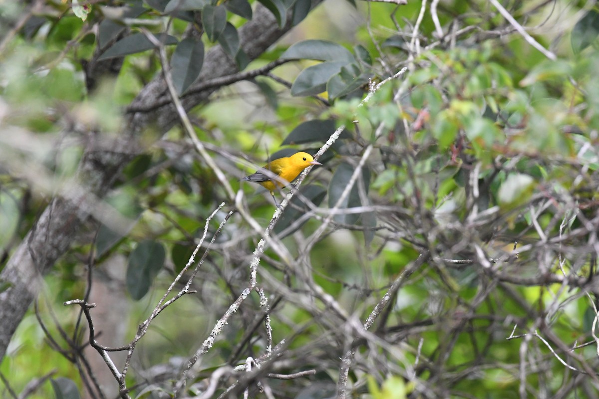 lesňáček zlatý - ML640919890