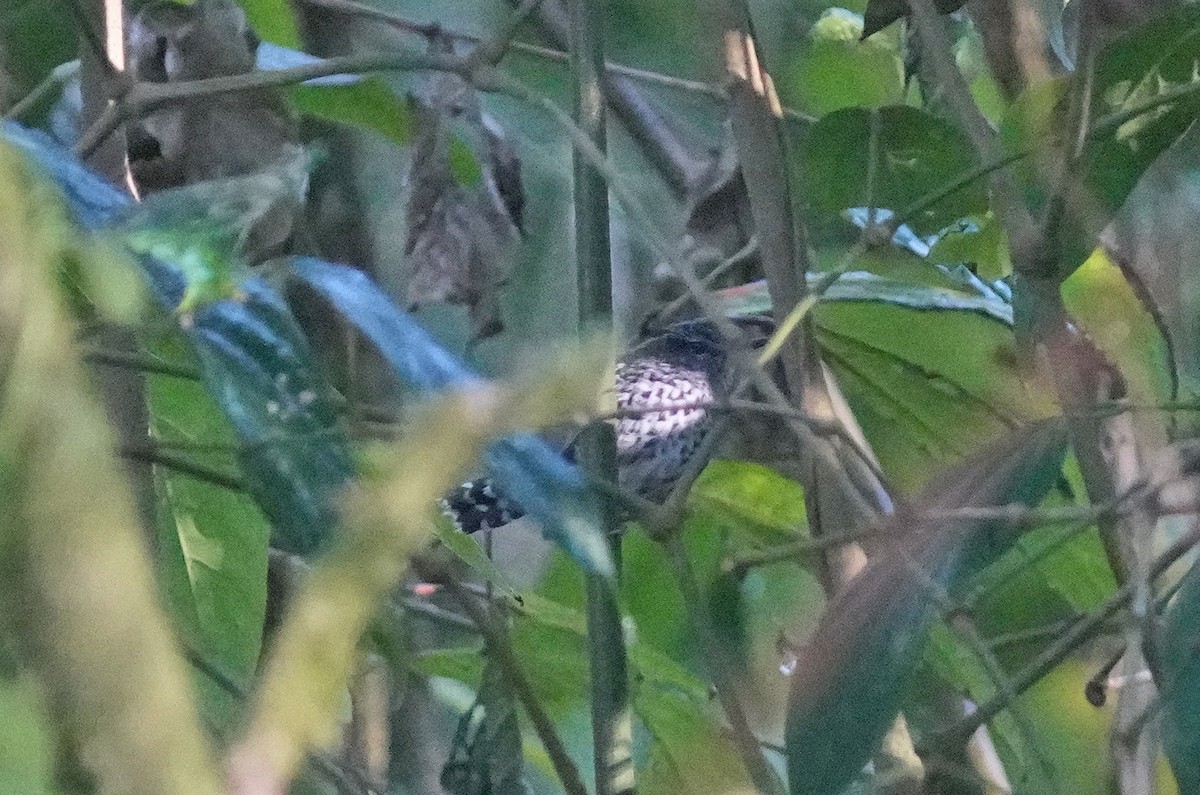 Scaled Antbird - ML640919965