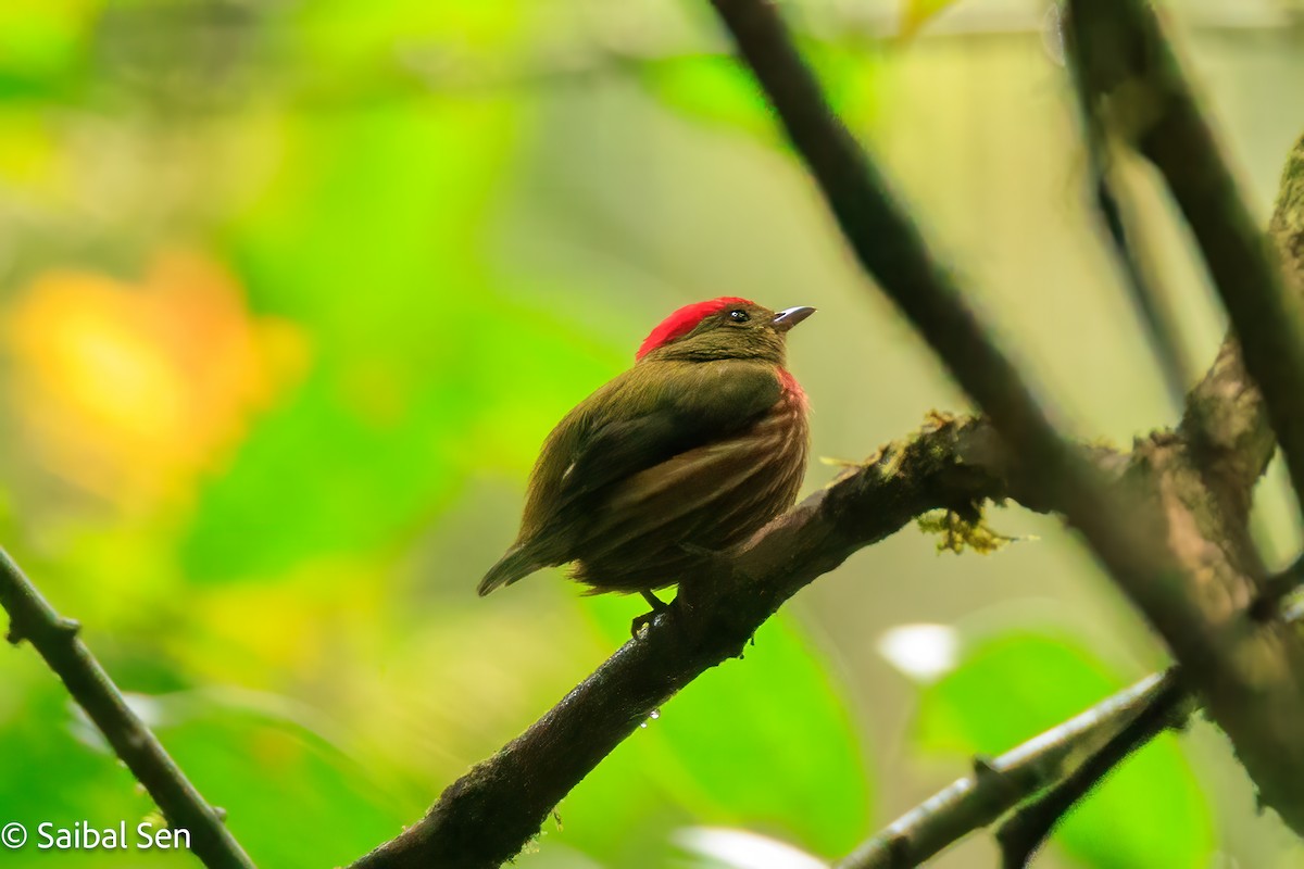 rødstripemanakin - ML640919977