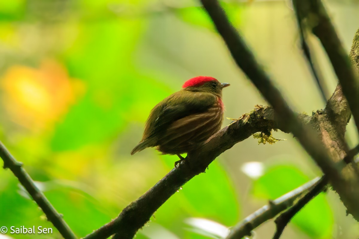 rødstripemanakin - ML640919978