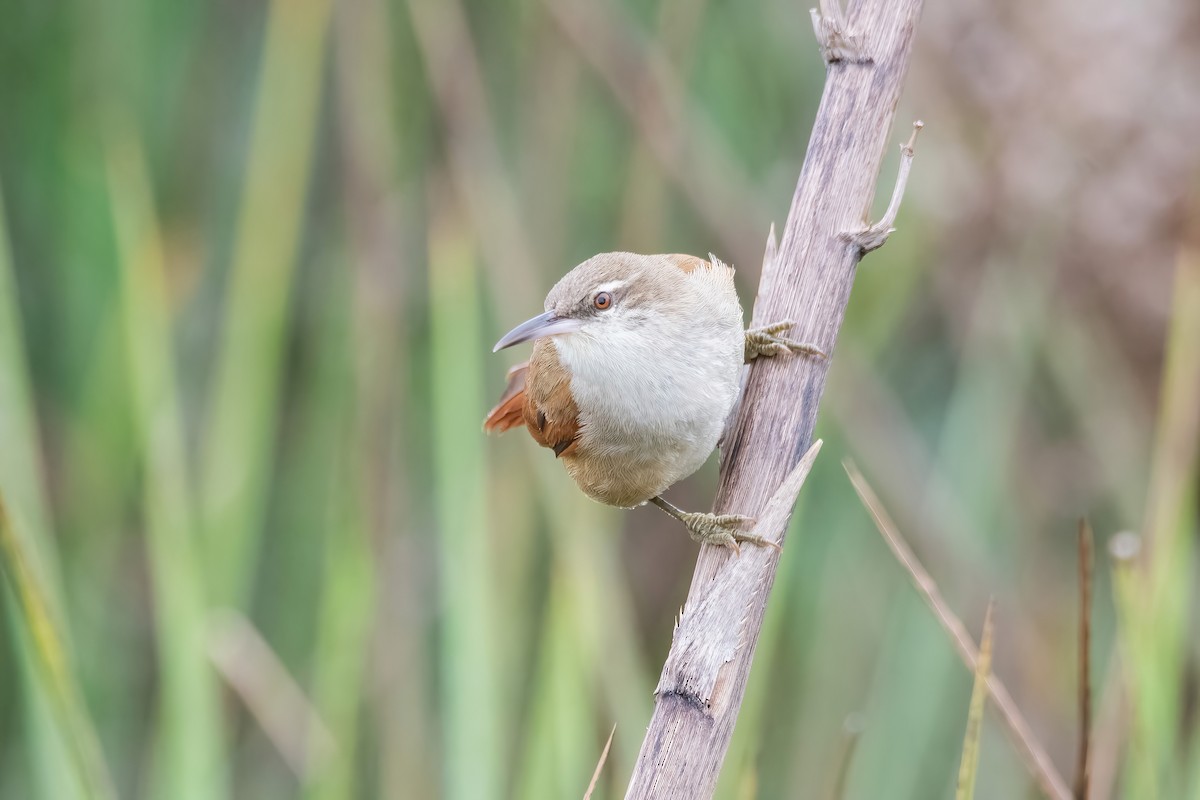 Straight-billed Reedhaunter - ML640919991