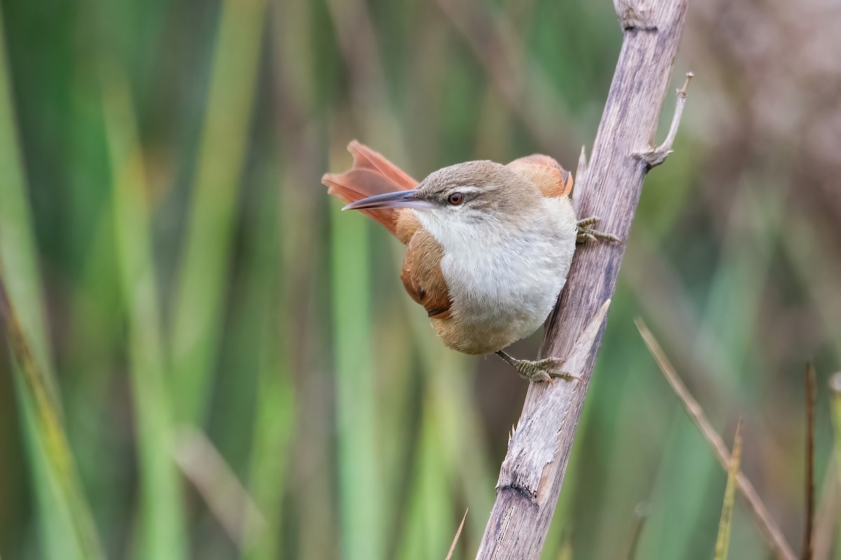 Straight-billed Reedhaunter - ML640919993