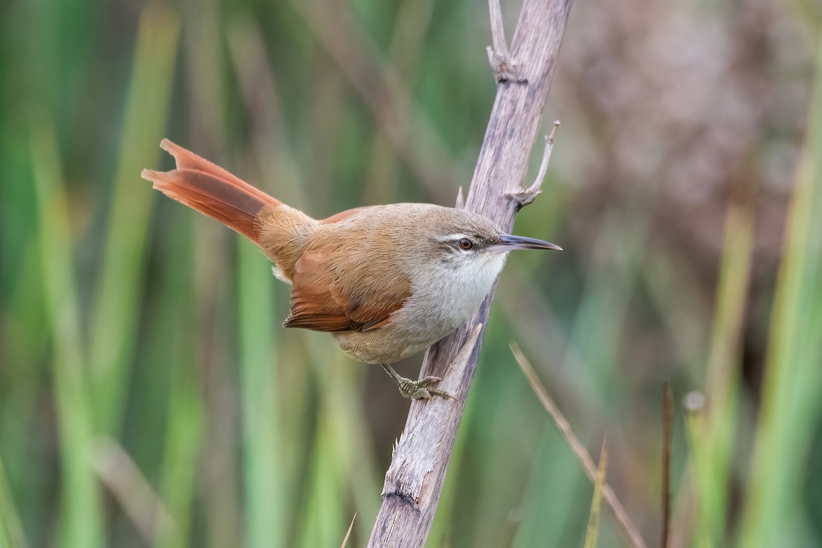 Straight-billed Reedhaunter - ML640919995