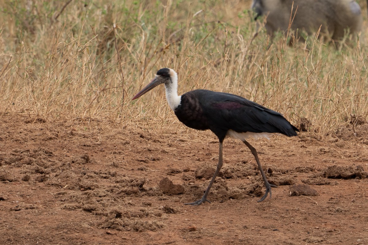 Cigogne à pattes noires - ML640920006