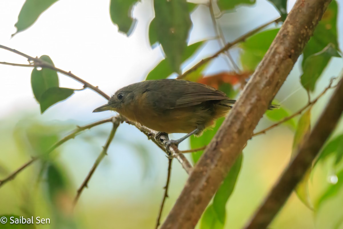 Parker's Antbird - ML640920149