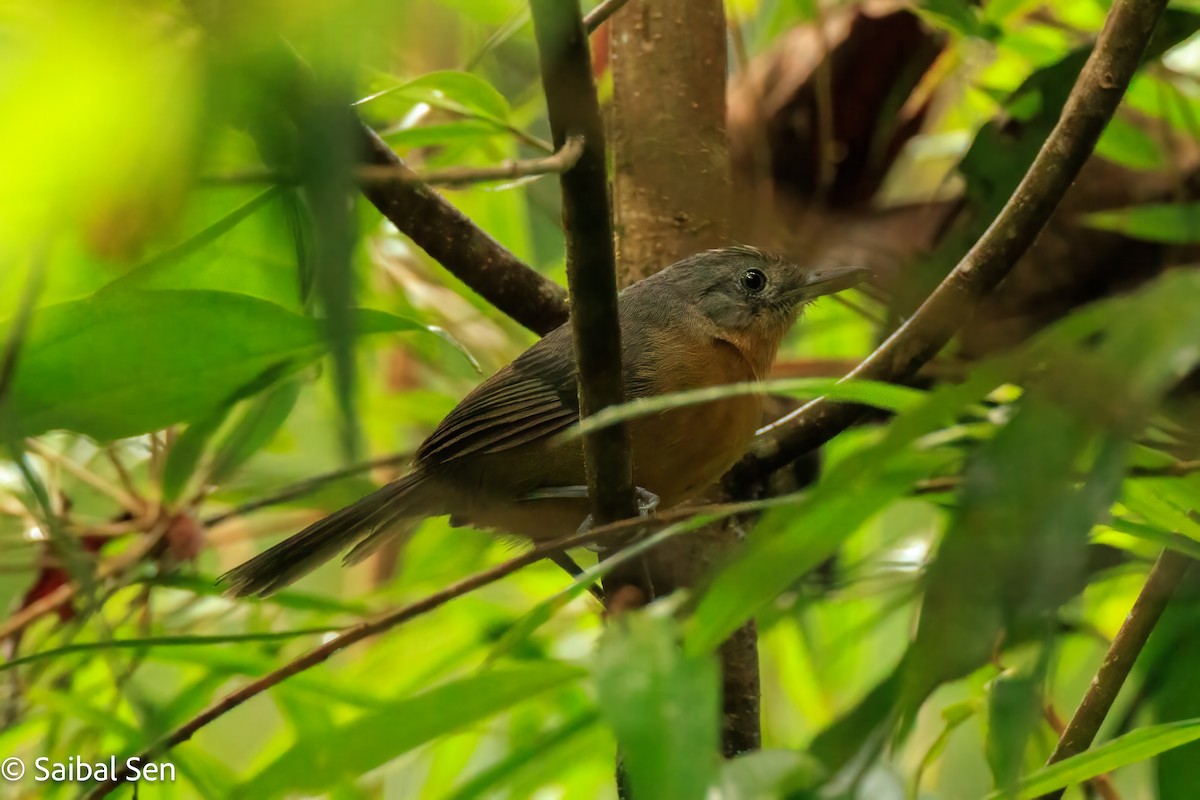 Parker's Antbird - ML640920150