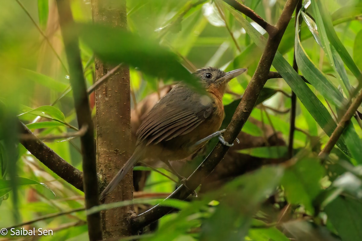 Parker's Antbird - ML640920151