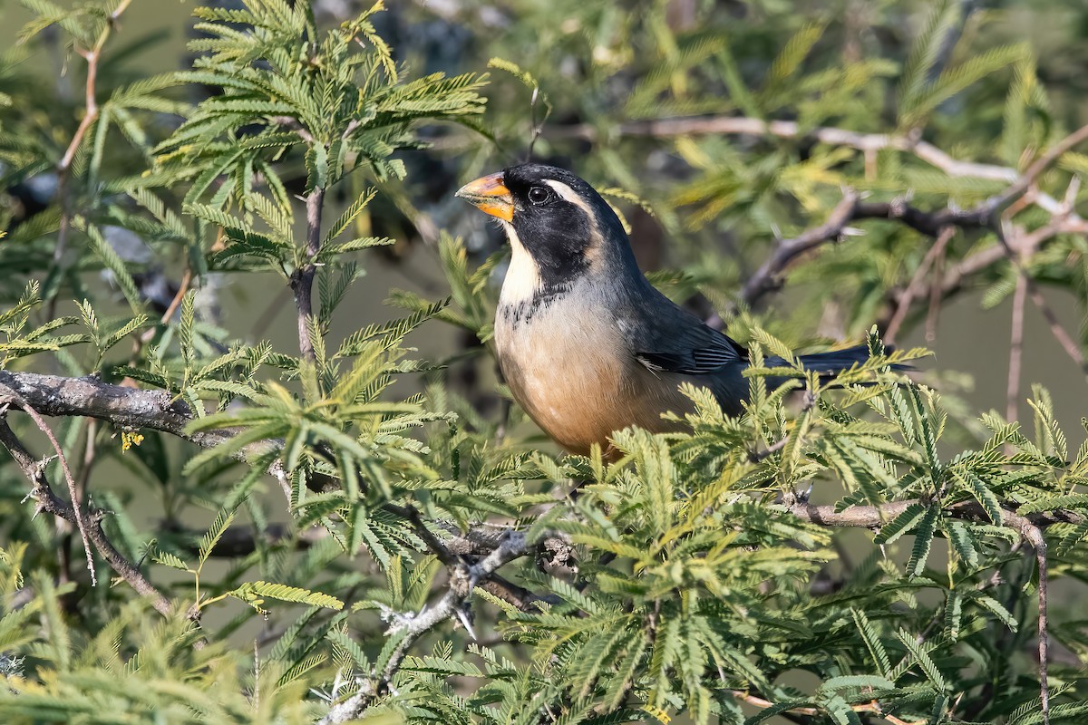 Goldschnabelsaltator - ML640920166